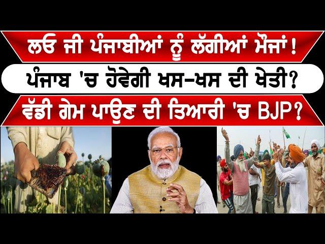 Punjab 'ਚ ਹੋਵੇਗੀ ਖ*ਸ-ਖ*ਸ ਦੀ ਖੇਤੀ? ! | Nider Punjabi Media |