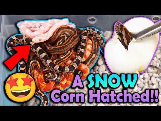 Mystery Corn Snakes Hatching!