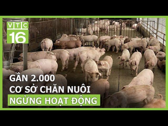 Gần 2.000 cơ sở chăn nuôi ngừng hoạt động | VTC16