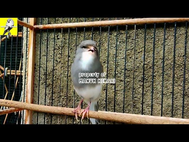 #8 Canary Bird Singing Video Training Canaries - Canary Singing Like A Champion For Young Canary