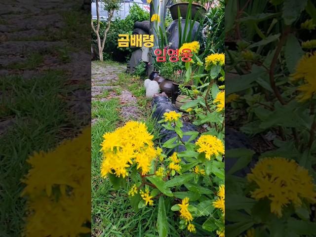 곰배령 #임영웅 #미스터트롯 #기린초