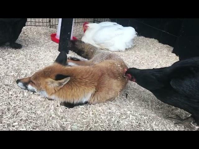 Pumpkin the blind fox taking a nap with her friends the chickens