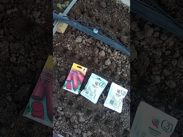 Посев свеклы в открытый грунт с разметчиком и что добавляю в бороздки