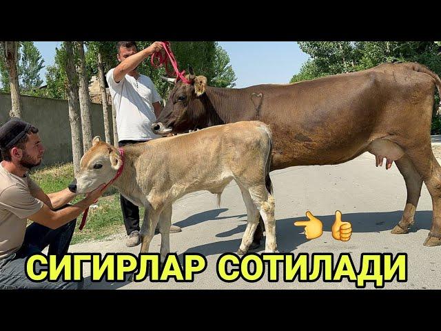 ШОМИРОДНИ БОЗОРИДА 3 БОШГА ГУМОН ШВЕД ОЛА СУТЛАРИ КУП СИГИРЛАР СОТИЛАДИ SOTILADIGON 11 июня 2024 г