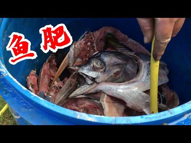 很惊讶鱼肥最好的肥料！丰富的氮磷钾钙超肥！What Happens When You Bury a Fish Homemade Fertilizer for Plants