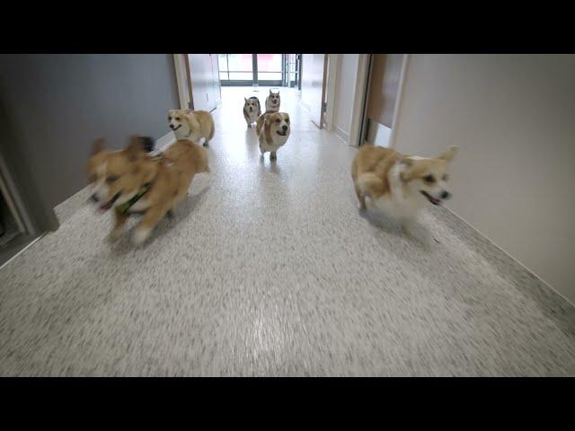 Adorable Corgis Rush Into Ohio State's Newly Opened Frank Stanton Veterinary Spectrum of Care Clinic