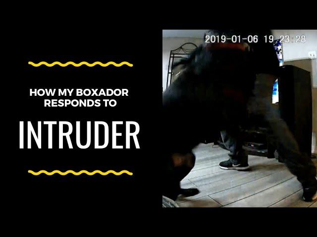 How my Boxador responds to intruder