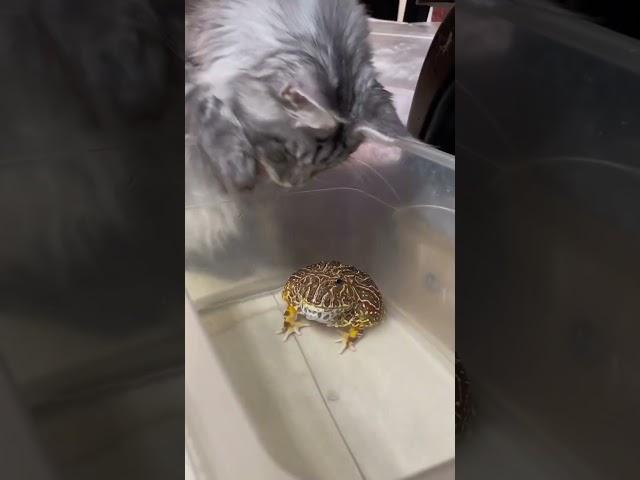 Cat’s funny reaction when confronted with a frog  #music #cat #kittenmusic #aww