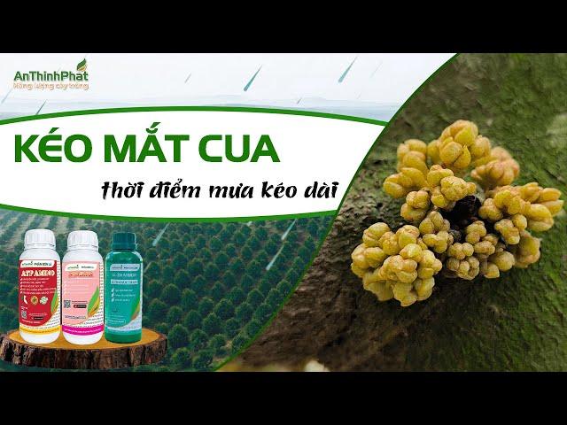 KÉO MẮT CUA THỜI ĐIỂM MƯA KÉO DÀI | An Thịnh Phát