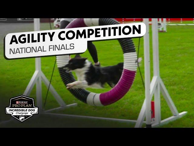 Incredible Dog Challenge: Small Dog Agility Competition National Finals | NBC Sports