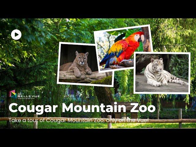 Fun things to do in Bellevue | Exploring Cougar Mountain Zoo