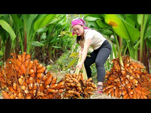 "Harvesting Turmeric Garden to Sell at Market - Cooking Alone (Roast Duck) | Trieu Mai Huong".