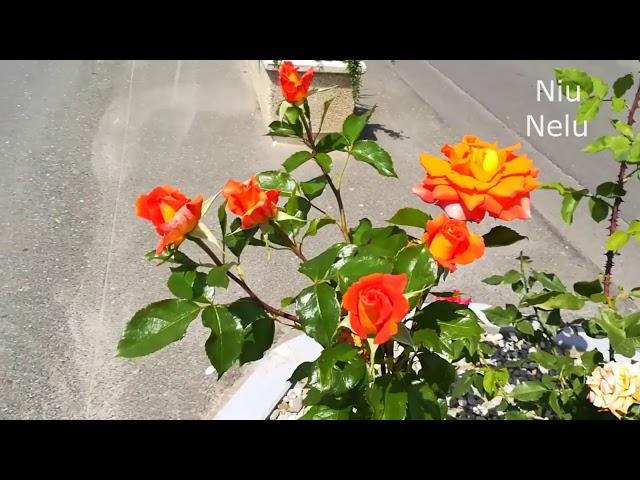 Trandafiri plantati cu costuri reduse( Roses planted with low costs)