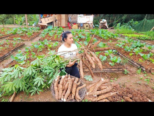 Harvesting cassava, Gardening, growing Vegetables, Sowing seeds - Thúy Building Farm