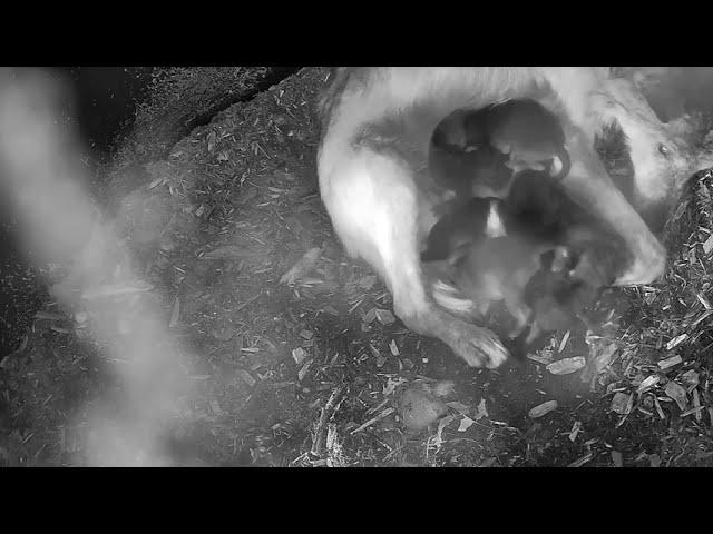 Newborn Endangered Mexican Wolf Pups Cuddle with Mom