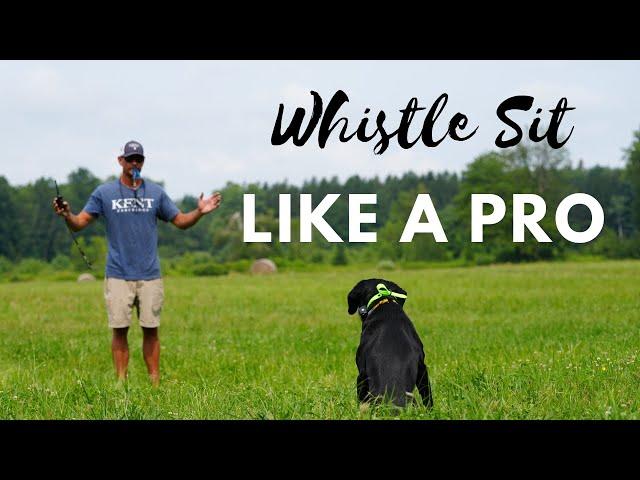 Collar Conditioning Your Duck Dog To Whistle Sit