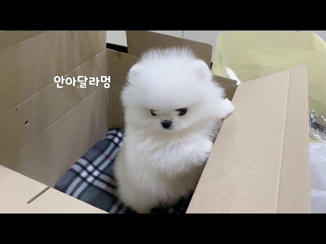 Pomeranian Baby Puppy First Day Vlog