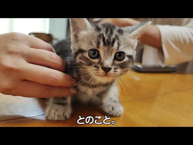 アメリカンショートヘアーの子猫との出会い