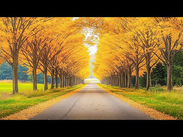 Relaxing Autumn November,Beautiful New England Fall FoligaeGreat Relaxing Music ~ Cozy Autumn Vibes