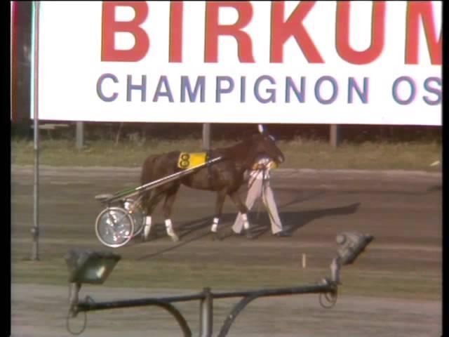 Hesten Tarok vinder dansk trav Derby - 29. august 1976