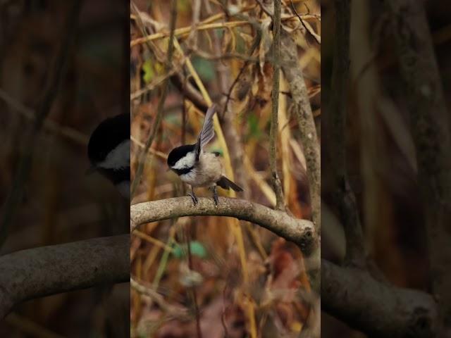 Black Capped Chickadee Bird Sound Nature Small Grey Bird with Black head