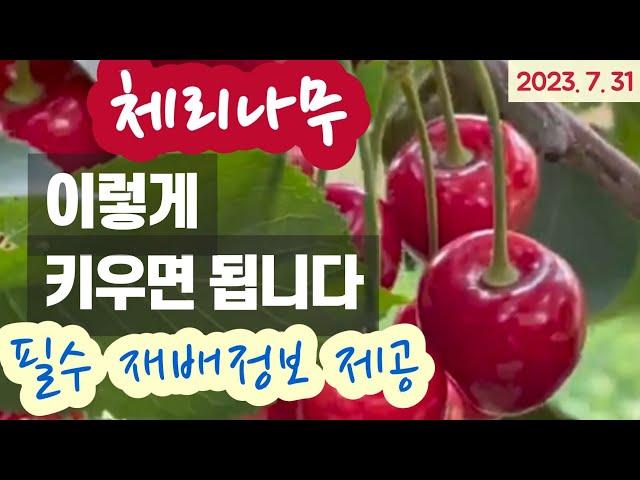 체리나무 키우기 - 재배 전과정 핵심정리 #체리나무 전정 #체리품종 추천