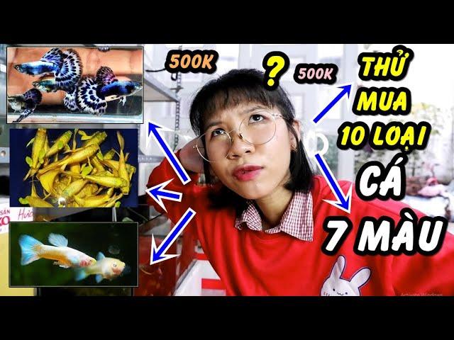 Thử 500k sẽ mua được bao nhiêu cá BẢY MÀU  !? Sẽ ra sao !?