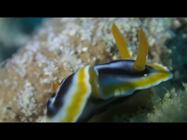 #170123 #Okinawa #Diving #Moving of Nudibranch