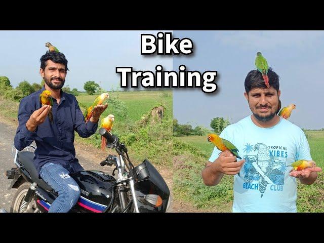 Free Flight Exotic Birds Training on Bike | Sun Conure, Cockatiel, Pineapple Conure