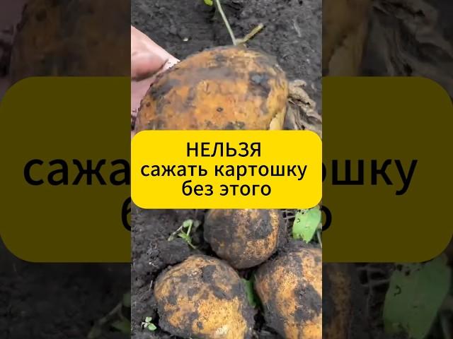 Нельзя сажать картошку без этого! #дача  #огород  #сад  #подкормка #картофель  #фитофтора