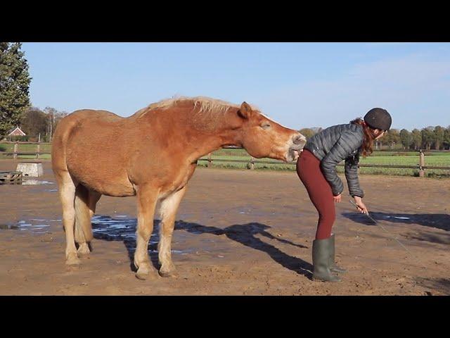 CHEEKY HORSE BITES TRAINER IN PANTS