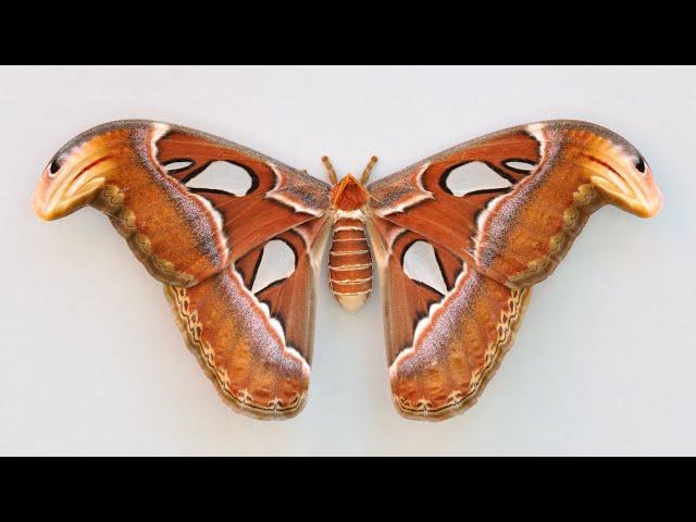 This Moth’s Wings Have a Cobra Design to Scare Off Predators