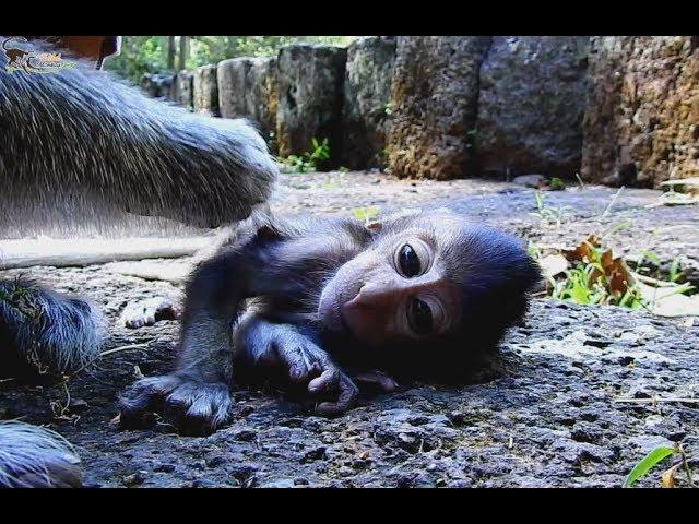 Very sad! Pity poor thin baby Sweetie monkey, Bad mom Dolly don't give milk, Baby so hungry
