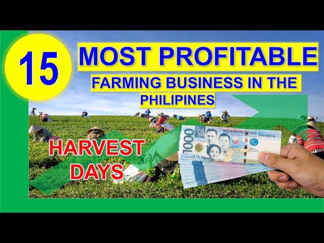 Top 15 Most Profitable Farming Business in the Philippines per Return on Investments w/ Harvest Days