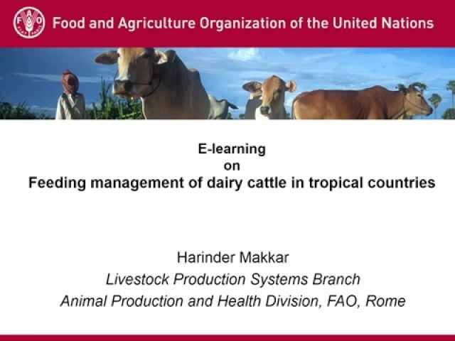 FAO webinars: Feeding management of dairy cattle in tropical countries