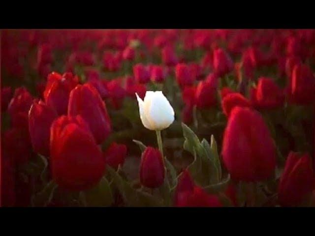 Альберт Узденов "Сени кёрмеген кюнюмде" Муз. Альберт Узденов, сл.Хамит Боташев