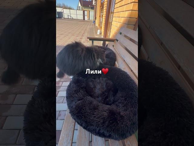Лили #персы #домашниепитомцы #спасенноеживотное #деревенскаяжизнь #любовь #преданность #зоопсихолог