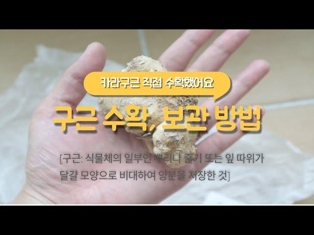 카라 구근 수확 방법과 구근 보관 방법 및 주의사항을 알려 드릴게요