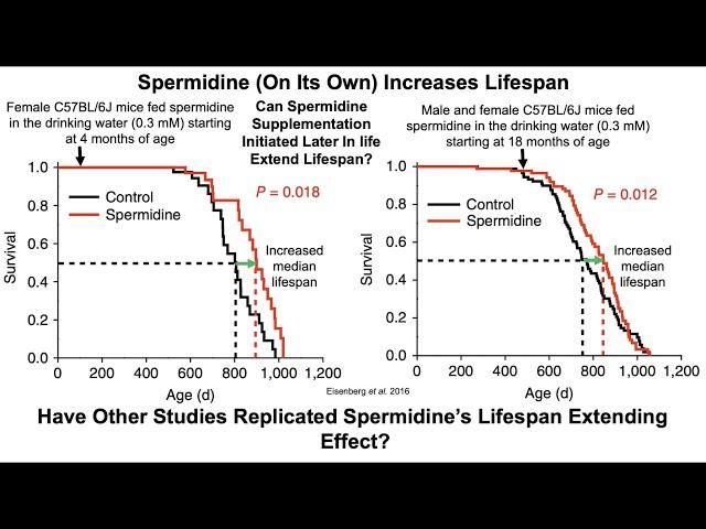 Spermidine Impacts Health and Longevity