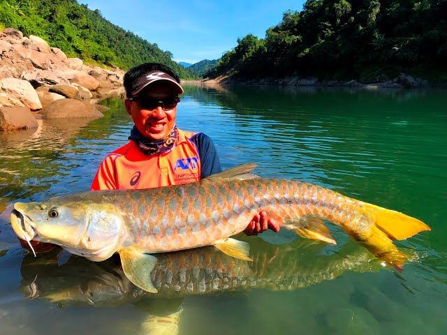 Monster Golden Mahseer & Copper Mahseer Adventure Part 2 (HD) / 印度金吉罗&铜吉罗探险钓游 Part 2（高清）