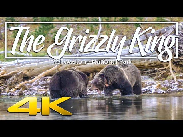 The Grizzly King | Giant Grizzlies fighting in Yellowstone National Park 4K