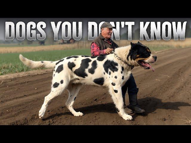 10 Most Unknown Working Dog Breeds