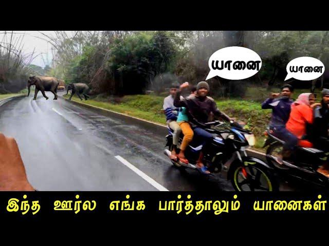 எங்க பார்த்தாலும் யானைகள் Elephants everywhere #elephant #elephantattacks #forest #wildlife #animals