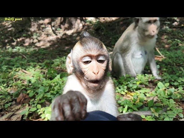 Hungry baby Bella & mom Sirika are trying to convince & begging for food, cute baby monkey feeding