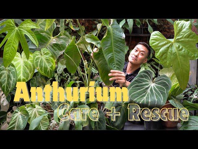 Anthurium Care & Propagation tips + MASSIVE Rescue Effort with SATISFYING Updates!