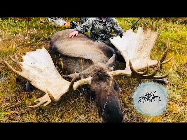 Alaskan Moose Hunt BIGGEST MOOSE WE HAVE EVER SEEN!!!!!! - Stuck N The Rut 113