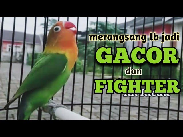 LB macet dan malas bunyi kembali GACOR dan FIGHTER dengan masteran suara lovebird ini