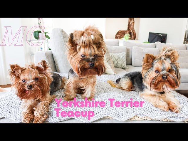 The Truth About The Yorkshire Terrier Teacup Yorkie