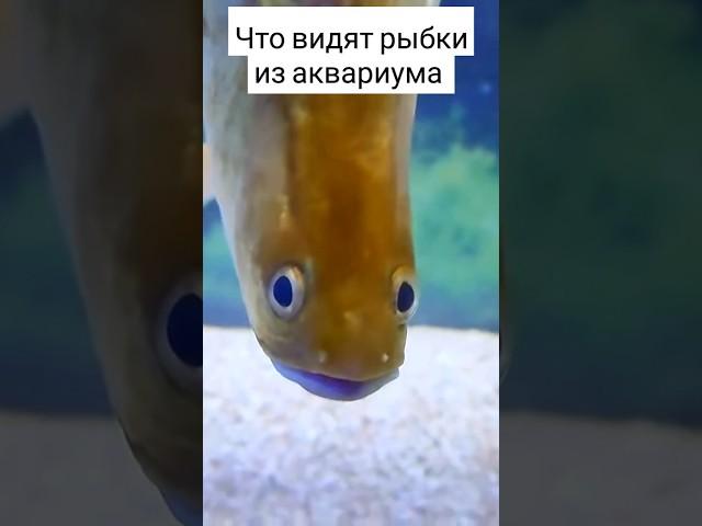 Что видят аквариумные рыбки #аквариумныерыбки #аквариумистика #aquarium #аквариум #рыба