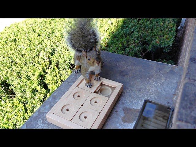 Squirrels' reactions to sudoku puzzle